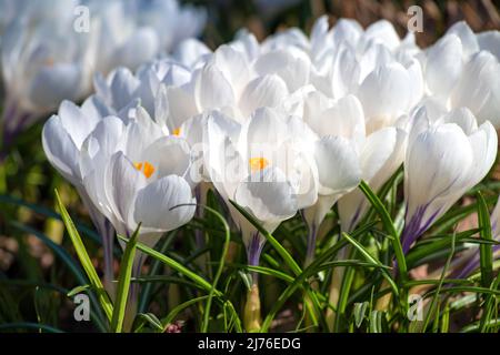 Weiße Frühlingskrokusse (Crocus vernus) aus der Nähe an einem sonnigen Apriltag Stockfoto