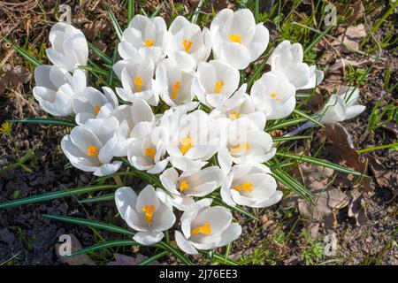 Weiße Blüten Crocus vernus aus der Nähe an einem sonnigen Apriltag. Draufsicht Stockfoto