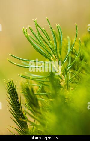 Junge Schottenkiefer, Pinus sylvestris, Nahaufnahme, Kiefernkeimling Stockfoto