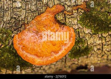 Nördlicher Zinnober-Schwamm (Pycnoporus cinnabarinus) oder Zinnober-roter Met Stockfoto