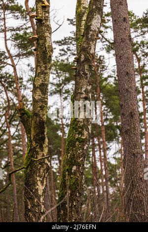 Pilze auf einem Baum Stockfoto