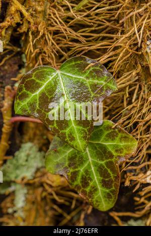 Efeu, Blatt, Hedera Helix auf Rinde Stockfoto