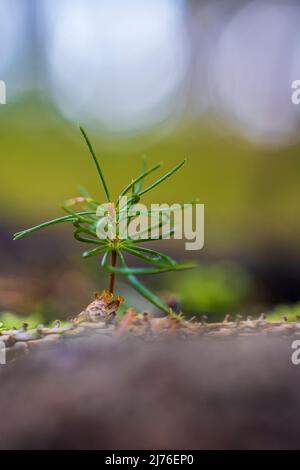 Junge Schottenkiefer, Pinus sylvestris, Nahaufnahme, Kiefernkeimling Stockfoto