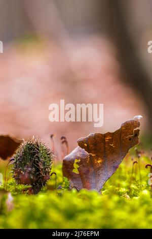 Buchenschale, Herbstblatt, Maidenhair-Moos, Nahaufnahme, Waldstillleben Stockfoto