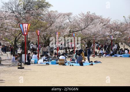 Sakura / Kirschblüten Fotografien, aufgenommen an verschiedenen Orten in Japan während der Frühjahrszeit des Jahres 2016. Die Serie enthält 16 Bilder Stockfoto