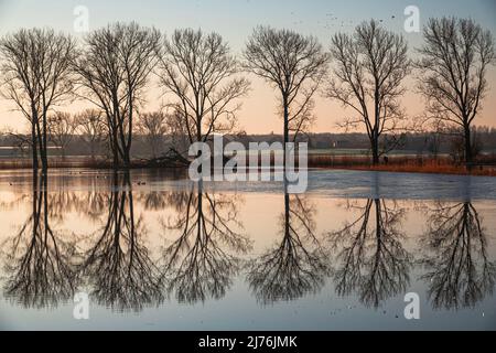 Überflutetes Feld in der Nähe von Duvsee, Bäume, Wasser, Reflexion Stockfoto