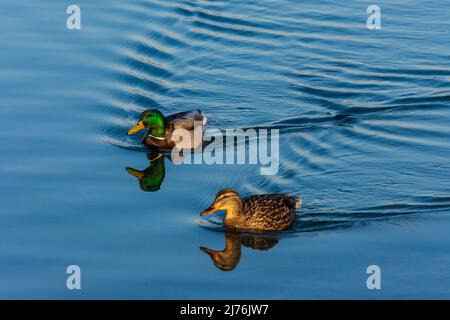 Wien, männliche und weibliche Stockente oder Wildente (Anas platyrhynchos) in der Neuen Donau im Jahr 22. Bezirk Donaustadt, Österreich Stockfoto