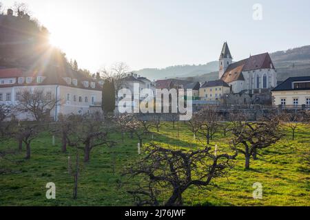 Spitz, Kirche Spitz, blühende Marillen-Bäume in der Wachau, Niederösterreich, Österreich Stockfoto