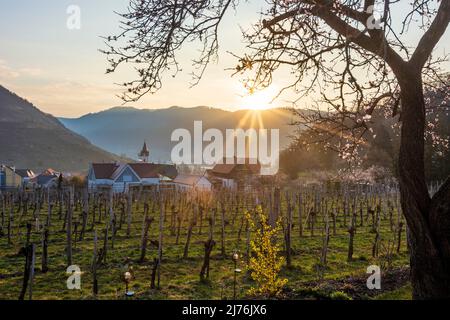 Spitz, Kirche Spitz, Weinberge, blühende Marillen-Bäume in der Wachau, Niederösterreich, Österreich Stockfoto