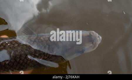 Zwei Shad auf dem Fluss severn, die freigelassen werden Stockfoto