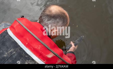 Zwei Shad auf dem Fluss severn, die freigelassen werden Stockfoto