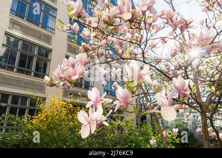 Berlin, Mitte, Hackesche Höfe, grüner Innenhof, Magnolienblüten Stockfoto