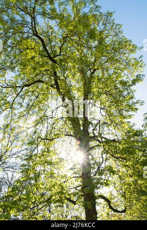 Berlin, Mitte, Hackesche Höfe, Grüner Innenhof, Kastanie, Sonnenstrahlen Stockfoto