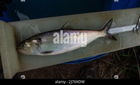 Zwei Shad auf dem Fluss severn, die freigelassen werden Stockfoto