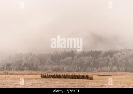 Eine Reihe von Strohballen im Moor bei Kochel im bayerischen Voralpenland bei hohem Nebel und Reif, im Hintergrund Mischwald auf einem kleinen Hügel und dichten Wolken. Stockfoto