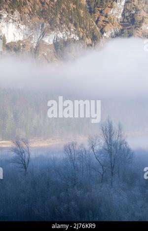 Raureif und Nebel über den Weiden am Ufer des Sylvenstein-Stausees in den bayerischen Alpen am Rande des Karwendelgebirges bei Lengries. Stockfoto