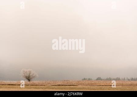 Ein einziger Baum in der teilweise gemähten Morr am Ufer des Kochelsee im bayerischen Voralpenland im hohen Nebel und mit Reif bedeckt. Stockfoto