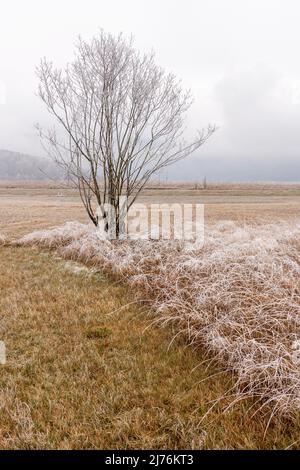 Ein einziger Weidenbusch im hohen Nebel und Reif im Moor bei Kochel im bayerischen Voralpenland im Moor. Stockfoto