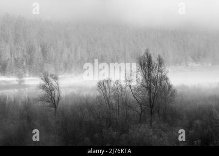 Raureif und Nebel über den Weiden am Ufer des Sylvenstein-Stausees in den bayerischen Alpen am Rande des Karwendelgebirges bei Lengries. Stockfoto