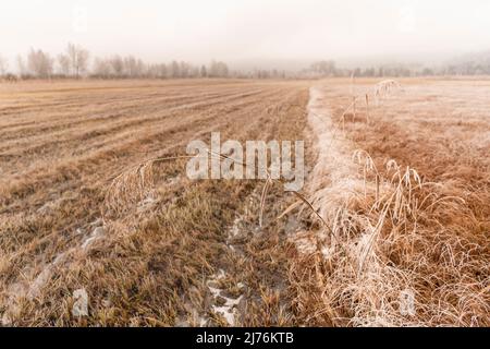 Schilfhalme mit Raureif auf einem Weg neben dem gemähten Moor in Schlehdorf bei Kochel im bayerischen Voralpenland in tiefen Wolken und Nebel. Stockfoto