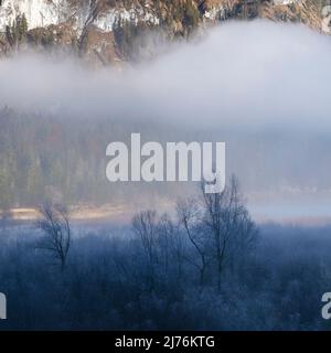 Raureif und Nebel über den Weiden am Ufer des Sylvenstein-Stausees in den bayerischen Alpen am Rande des Karwendelgebirges bei Lengries. Stockfoto