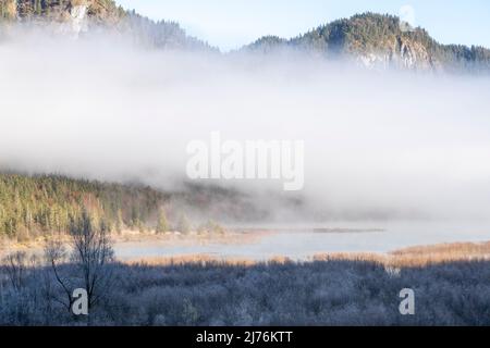 Raureif und Nebel über den Weiden am Ufer des Sylvenstein-Stausees in den bayerischen Alpen am Rande des Karwendelgebirges bei Lengries. Stockfoto