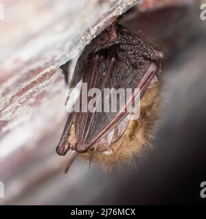 Fledermaus, braune Langohrfledermaus, Plecotus auritus, Winterschlaf Stockfoto