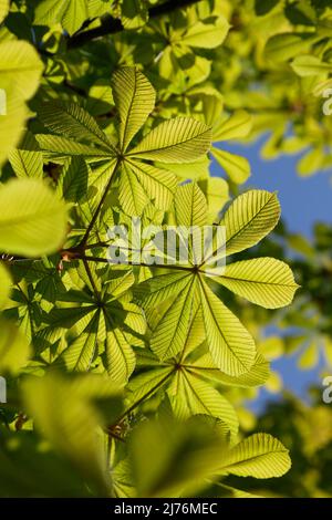 Frisches Blattsprieß aus Kastanie im April Stockfoto