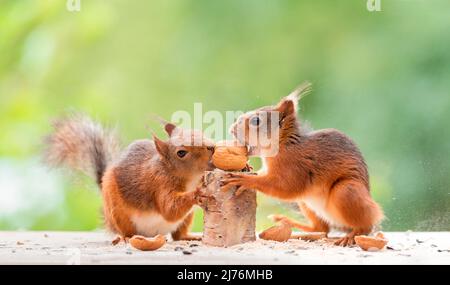 Zwei Eichhörnchen versuchen, eine Walnuss zu öffnen Stockfoto