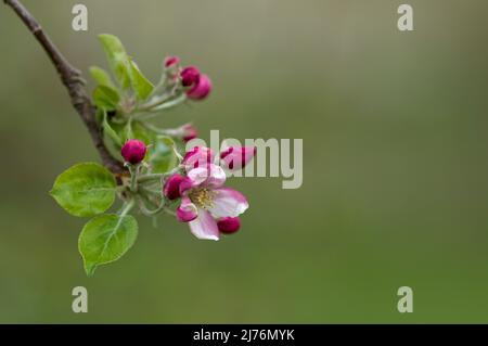 Apfelblüten, Eggenertal, Deutschland, Baden-Württemberg, Markgräflerland Stockfoto