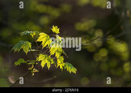 Junger Norwegenahorn (Acer platanoides) mit frischem hellgrünem Laub, Frühling, Rücklicht, Deutschland, Baden-Württemberg, Markgräflerland Stockfoto