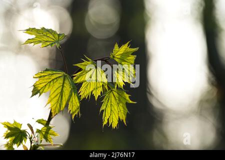 Junger Norwegenahorn (Acer platanoides) mit frischem hellgrünem Laub, Frühling, Rücklicht, Deutschland, Baden-Württemberg, Markgräflerland Stockfoto