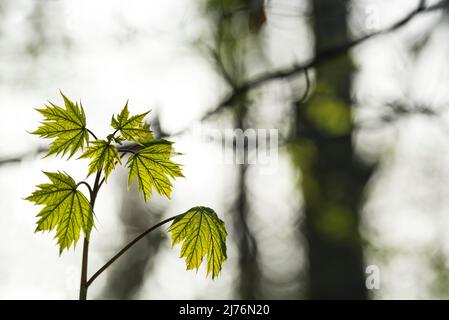 Junger Norwegenahorn (Acer platanoides) mit frischem hellgrünem Laub, Frühling, Rücklicht, Deutschland, Baden-Württemberg, Markgräflerland Stockfoto