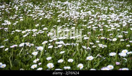 Wiese mit Gänseblümchen in Fleury d'Aude. Stockfoto