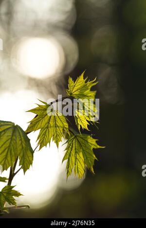 Junger Norwegenahorn (Acer platanoides) mit frischem hellgrünem Laub, Frühling, Rücklicht, Deutschland, Baden-Württemberg, Markgräflerland Stockfoto