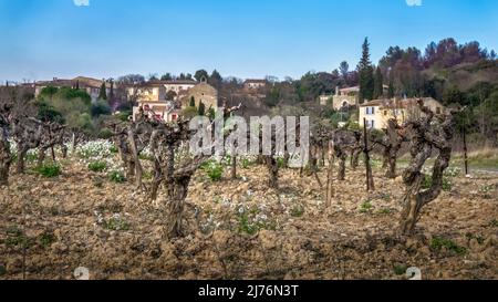 Weinberg in der Nähe von Paguignan im Winter. Stockfoto