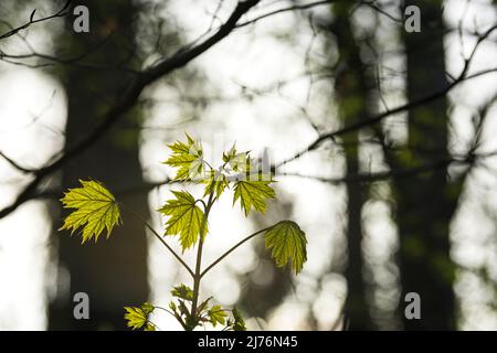 Junger Norwegenahorn (Acer platanoides) mit frischem hellgrünem Laub, Frühling, Hintergrundbeleuchtung, Deutschland, Baden-Württemberg, Markgräflerland Stockfoto