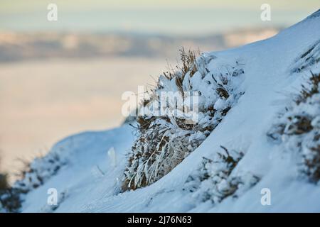 Eiskristalle auf Pflanzenresten, Bayern, Deutschland Stockfoto