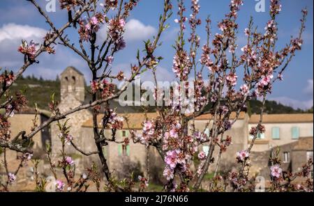 Mandelblüten vor Minerve. Das Dorf war die letzte Zuflucht der Katharer im XIII Jahrhundert. Und beaux Villages de France. Stockfoto