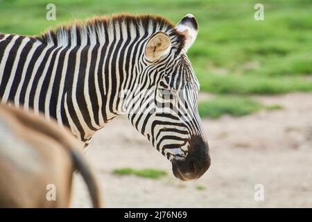 Steppenzebra (Equus quagga), Porträt, Steppe, gefangen Stockfoto