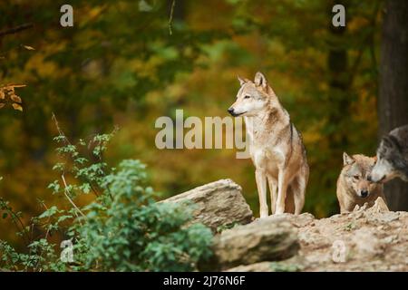 Timberwolf (Canis lupus lycaon), Felsen, Wald, stehend Stockfoto