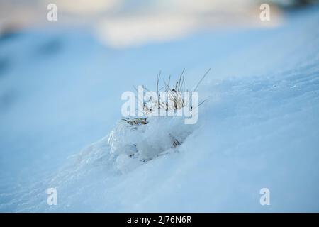 Eiskristalle auf Pflanzenresten, Bayern, Deutschland Stockfoto