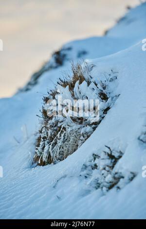 Eiskristalle auf Pflanzenresten, Bayern, Deutschland Stockfoto