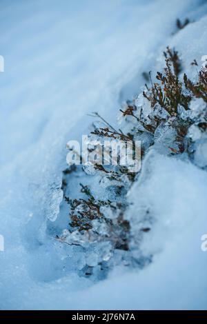 Eiskristalle auf Pflanzenresten, Bayern, Deutschland Stockfoto