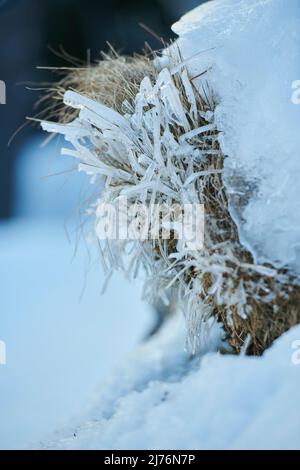 Eiskristalle auf Pflanzenresten, Bayern, Deutschland Stockfoto