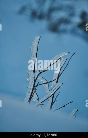 Eiskristalle auf Pflanzenresten, Bayern, Deutschland Stockfoto
