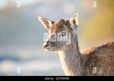 Damwild (Dama dama), Lichtung, Wiese, stehend, Stockfoto
