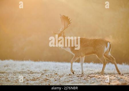 Damwild (Dama dama), Lichtung, Wiese, stehend Stockfoto