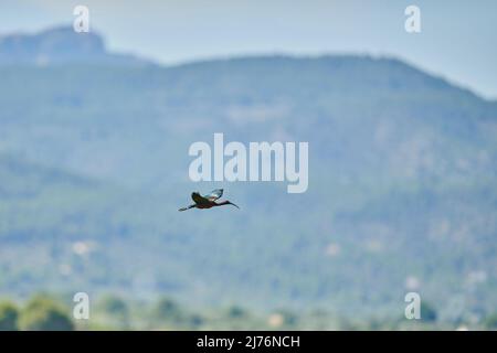 Hochglanz-Ibis (Plegadis falcinellus, lateral, fliegend, Ebro deltra, Katalonien, Spanien, Europa Stockfoto