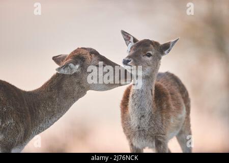 Damwild (Dama dama), Lichtung, Wiese, stehend, Stockfoto